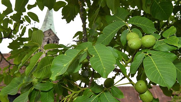 F&uuml;r viele Obst- und Gem&uuml;sesorten war 2018 ein au&szlig;ergew&ouml;hnliches Wachstumsjahr.  Auch in der Alten Hofhaltung haben die Fr&uuml;chte der beiden Walnussb&auml;ume bereits eine beachtliche Gr&ouml;&szlig;e erreicht.  Rinklef
