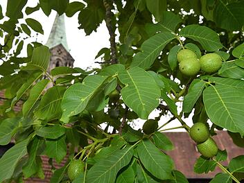 Für viele Obst- und Gemüsesorten war 2018 ein außergewöhnliches Wachstumsjahr.  Auch in der Alten Hofhaltung haben die Früchte der beiden Walnussbäume bereits eine beachtliche Größe erreicht.  Rinklef