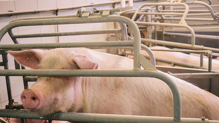 Die Muttersauen liegen in sogenannten Ferkelschutz-Vorrichtungen, um ihre Ferkel beim Hinlegen nicht zu erdrücken.