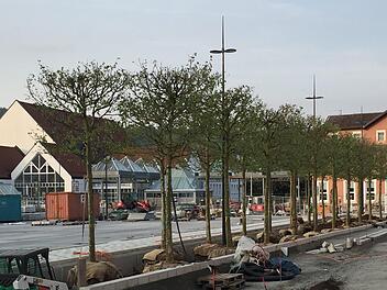 In  einem Monat soll auf der Baustelle Zentralparkplatz schon der Bierfest-Aufbau beginnen. Die sogenannte Baum-Arkade wurde mit 24 Platanen bereits angelegt. Foto: Stephan Tiroch