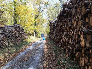 Die Holzpreise sind - vor allem für Fichte und Kiefer -  im Keller. Das wurde auch in der Sitzung des Ramsthaler Gemeinderates deutlich, wo AELF und der Revierleiter den Holzeinschlag der letzten Jahre sowie den Forstwirtschaftsplan vorstellten. Foto: Kerstin Väth (Archiv)