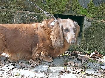 In diese Öffnung, die in die Gruft unterm Mausoleum führt, zwängte sich Dackeldame Fenja hinein und blieb stecken. Ihre Retter haben das Loch inzwischen verschlossen.