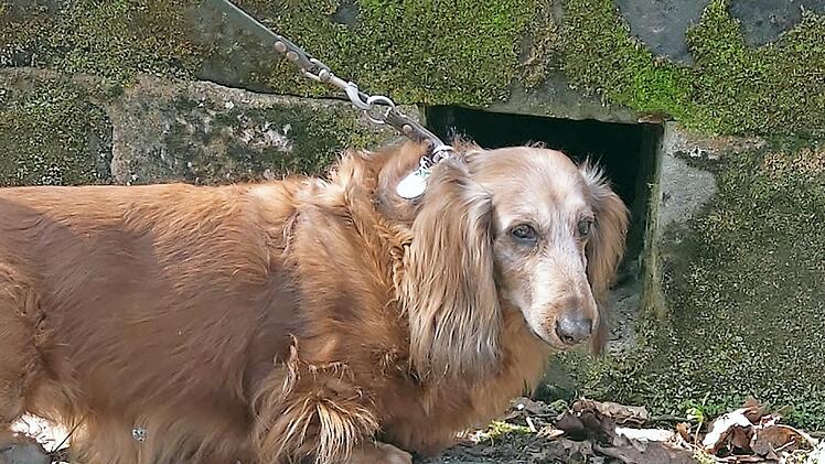 In diese Öffnung, die in die Gruft unterm Mausoleum führt, zwängte sich Dackeldame Fenja hinein und blieb stecken. Ihre Retter haben das Loch inzwischen verschlossen.
