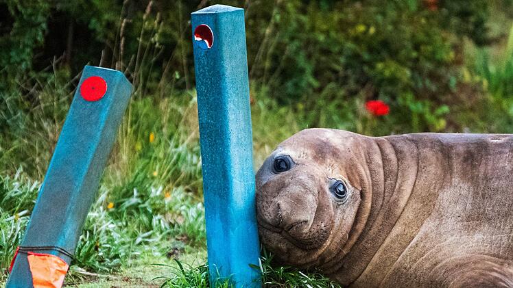 &laquo;Neil the Seal&raquo; in Tasmanien