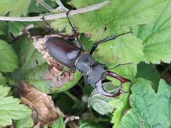 Der Hirschkäfer ist nicht zu übersehen und trotzdem schwer aufzuspüren. Wer einen entdeckt, kann ihn in einem Register melden und Wissenschaftlern dabei helfen, diesen Käfer mit Symbolkraft besser kennenzulernen. Fotos: Carmen Schmitt, Martina Straub, M. Wehner/Archiv