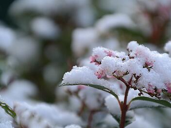 Winterharte Pflanzen: die Top 10 für Ihre Winterbepflanzung
