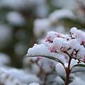Winterharte Pflanzen: die Top 10 für Ihre Winterbepflanzung