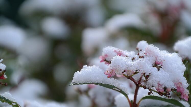Winterharte Pflanzen: die Top 10 für Ihre Winterbepflanzung