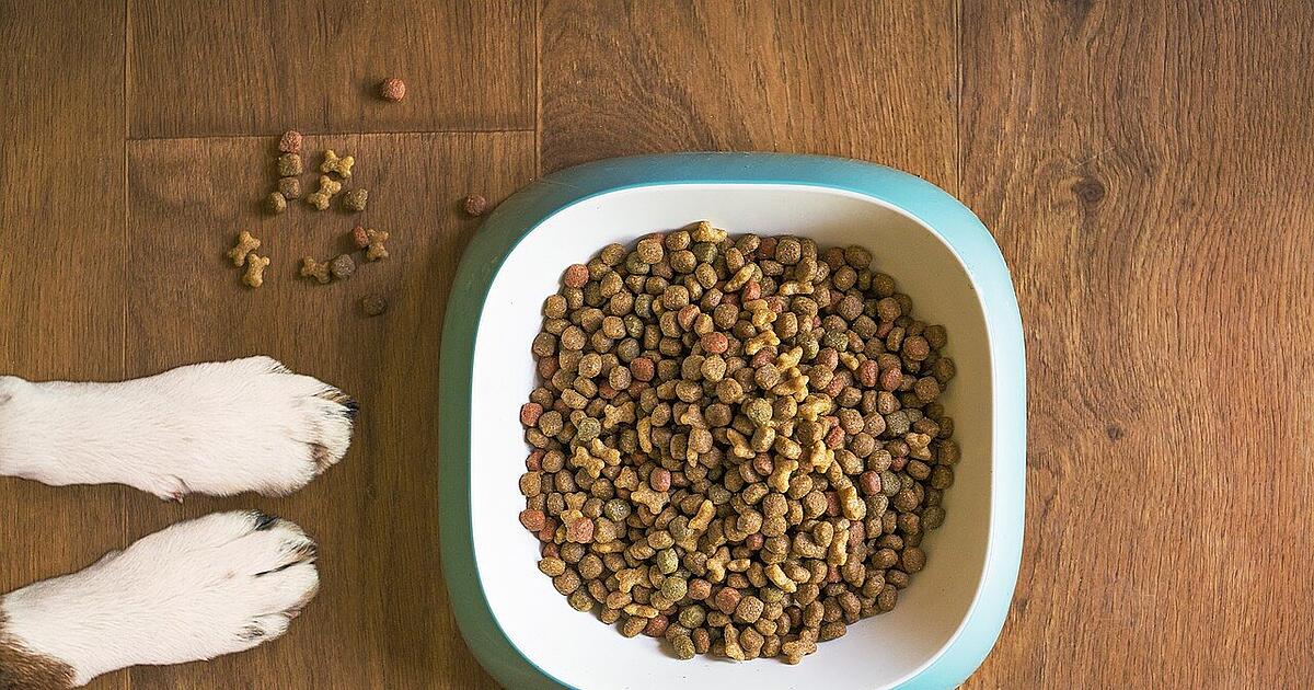 Hundefutter von Aldi, Lidl & Co. bei Stiftung Warentest: Wer ist der  Testsieger?