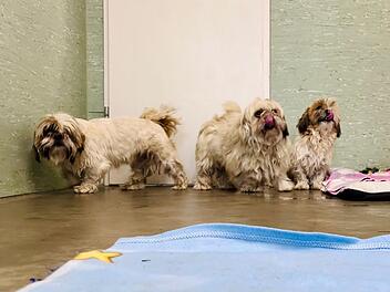 Knetzgau: Drei Hunde gefunden - Suche nach Besitzer bleibt erfolglos