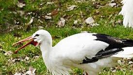 Unter den Eichen klappert der Storch.  Foto: Florian Dittert