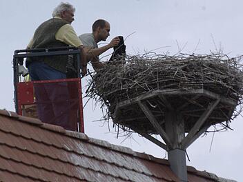 Jochen Willecke (links) und Daniel Scheffler (rechts) decken die Jungstörche zur Beringung vorsichtig mit einer Decke ab. Foto: Winfried Ehling