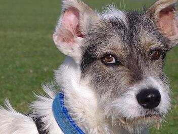 Santos sucht ein Zuhause. Foto: p