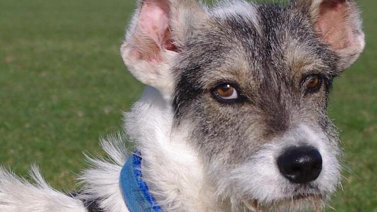 Santos sucht ein Zuhause. Foto: p