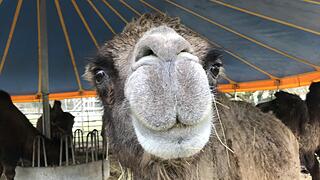 Zu Besuch bei Lamas und Kamelen im Kreis Haßberge