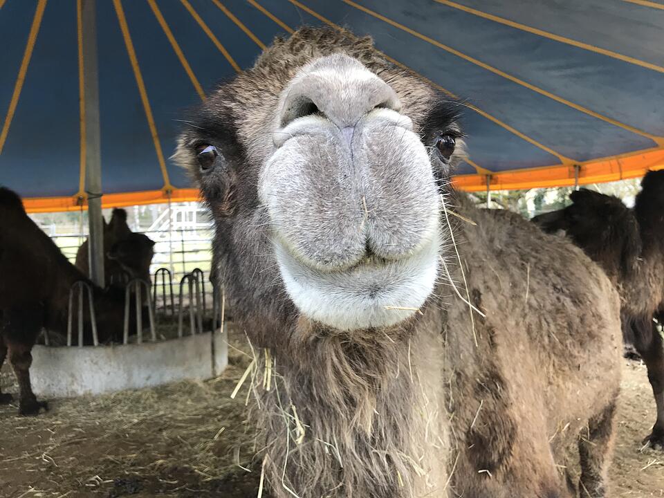 Zu Besuch bei Lamas und Kamelen im Kreis Haßberge