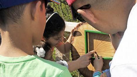 So sehen also die Jahresringe eines Baumes aus, studierten die syrischen Kinder.