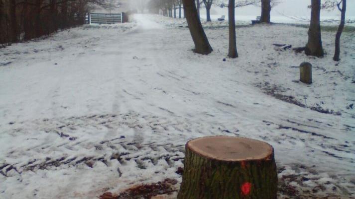 Die Fällung dieser alten Eiche erfolgte laut Revierförster Berthold Schultheiß, weil tote Äste herabzufallen drohten Foto: Karl Köstner