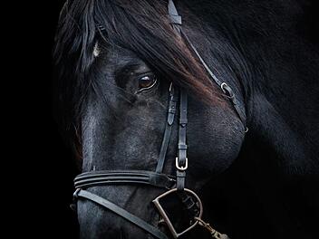 Ein Pferd aus dem oberfränkischen Zapfendorf wird schmerzlich vermisst: So ähnlich sieht "Hokuspokus" aus. Symbolbild: pixabay
