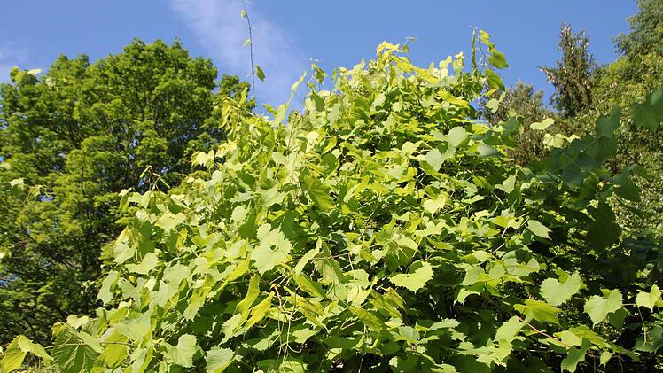 Historischer Weinstock im Goldgrund.