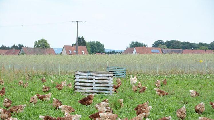 Die Paletten dienen als Schutz vor Greifvögeln. Foto: Elisabeth Assmann