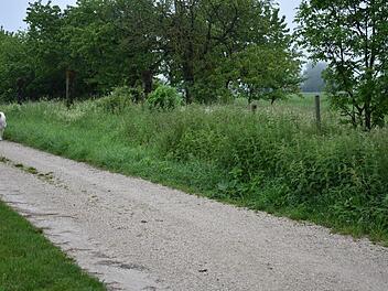 Auf einem Feldweg mit Randstreifen bei Gräfenberg läuft ein angeleinter Hund. Manche Tierhalter fühlen sich bedrängt.  Fotos: Petra Malbrich