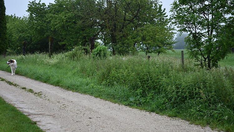 Auf einem Feldweg mit Randstreifen bei Gräfenberg läuft ein angeleinter Hund. Manche Tierhalter fühlen sich bedrängt.  Fotos: Petra Malbrich