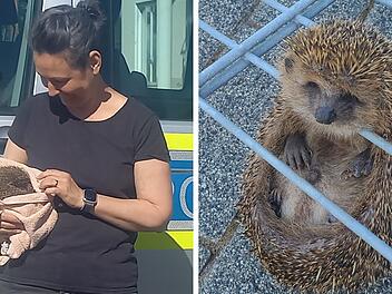 Igel aus Zaun gerettet – Chewbacca jetzt in Sicherheit
