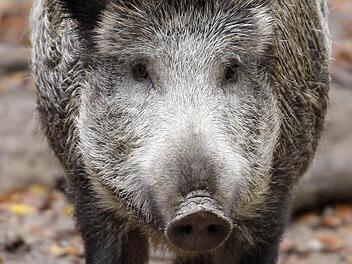 Nimmt gerne auch mal Nachtspaziergänger ins Visier: das Wildschwein. Foto: dpa