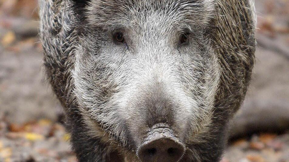 Nimmt gerne auch mal Nachtspaziergänger ins Visier: das Wildschwein. Foto: dpa