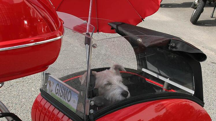 Ein sicherer Platz für Hund Gismo.