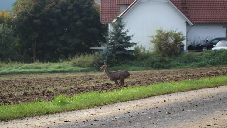 Impressionen von der Maisernte bei Ebensfeld. Foto: Markus Häggberg