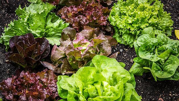 Knackiger Salat ohne welke Blätter: So gelingt es dir!
