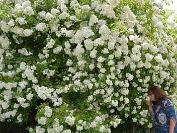 Die Kletterrose "Kiftsgate" fällt nicht allein durch ihre Pracht ins Auge.  Foto: Thomas Micheel
