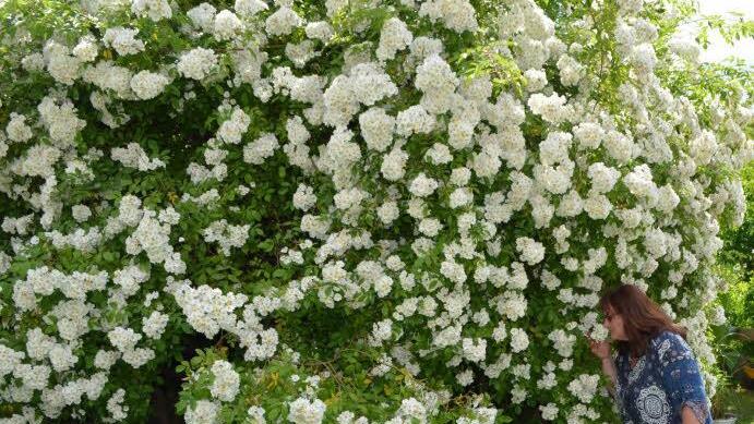 Die Kletterrose "Kiftsgate" fällt nicht allein durch ihre Pracht ins Auge.  Foto: Thomas Micheel