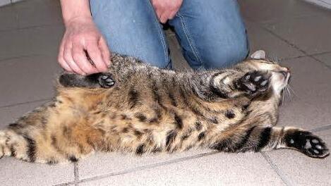 Fundkater Kilian ist sehr verschmust. Foto: Tierheim