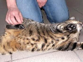 Fundkater Kilian ist sehr verschmust. Foto: Tierheim