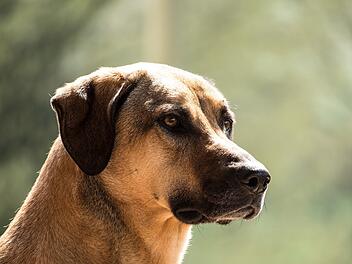 Drei Hunde beißen Mann in Oberarm und töten weiteren Hund in Neustadt an der Aisch Drei Hunde beißen Mann in Oberarm und töten weiteren Hund in Neustadt an der Aisch