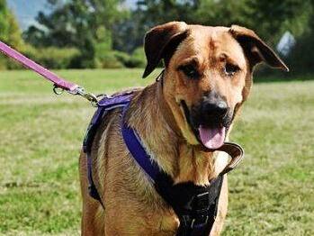 Zwei Jahre jung und total verschmust: Aphrodite Foto: Tierheim