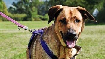 Zwei Jahre jung und total verschmust: Aphrodite Foto: Tierheim