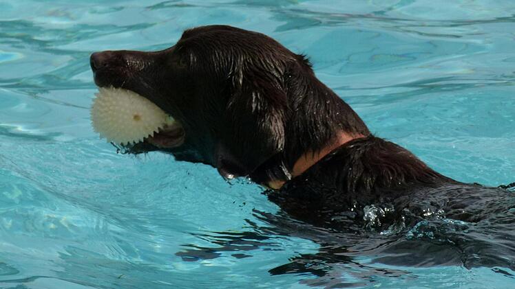 Apportieren war für die Vierbeiner besonders angesagt.  Foto: Marion Krüger-Hundrup