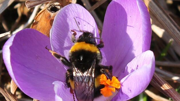 Wie man einer Hummelk&ouml;nigin beim Aufbau eines neuen Staates helfen kann, wei&szlig; Jupp Schr&ouml;der. Foto: Jupp Schr&ouml;der