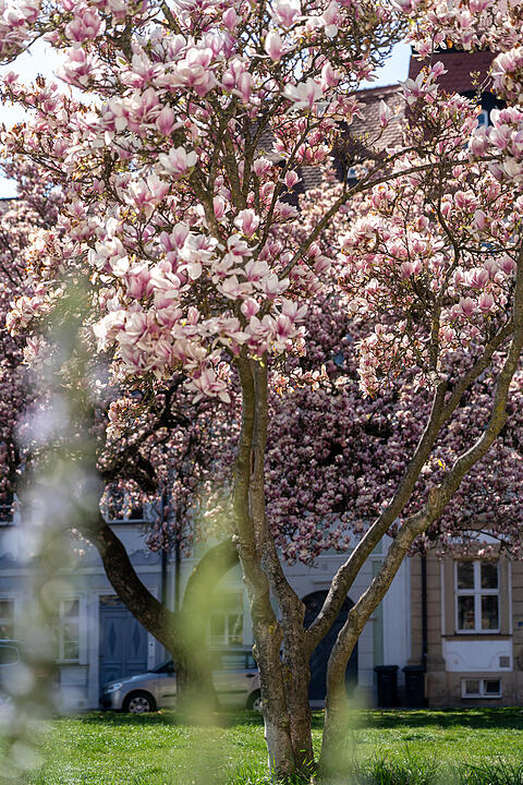 Bamberg im Frühling.