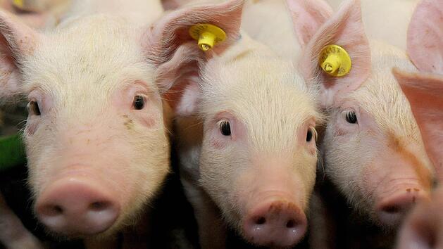Schweinetransporter kippt bei Burghaslach um: Tiere notgeschlachtet