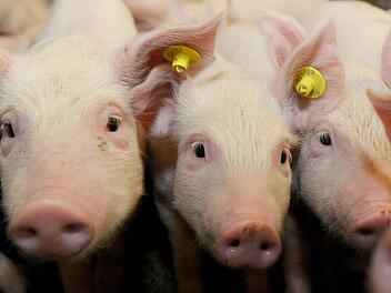 Schweinetransporter kippt bei Burghaslach um: Tiere notgeschlachtet