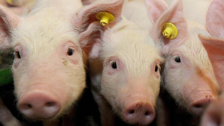 Schweinetransporter kippt bei Burghaslach um: Tiere notgeschlachtet