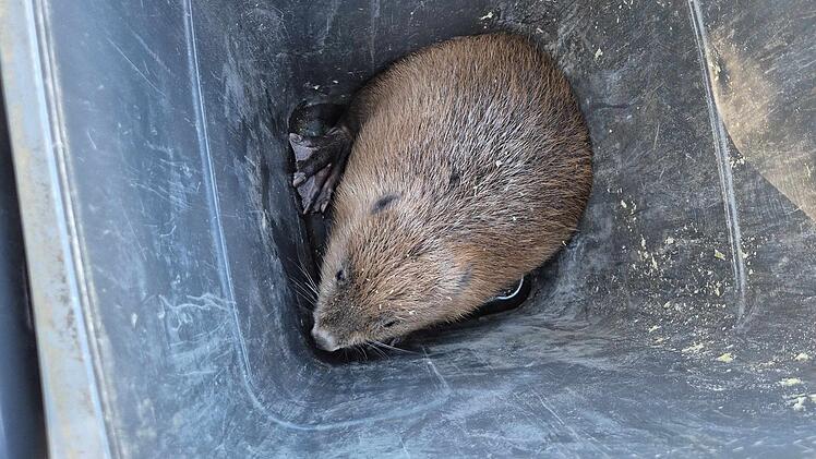 Tierischer Rettungseinsatz in Bamberg: Biber verirrt sich ins Klinkum-Parkhaus