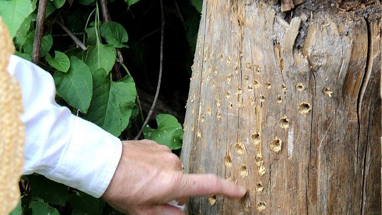 Ideale Schlupflöcher für Insekten Foto: Richard Sänger