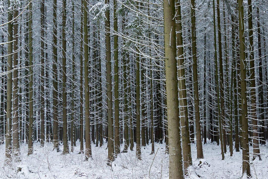 Schnee und Eis - Die schönsten Aufnahmen aus Franken