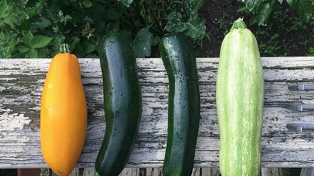 Zucchini roh essen: Ist das giftig?